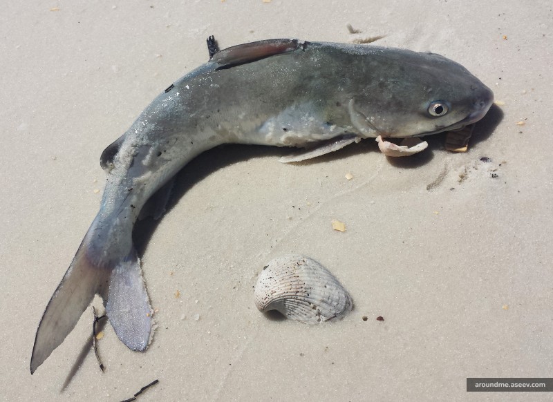 Florida Fishing: Hardhead Catfish (Ariopsis Felis)