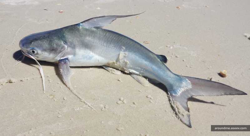 Florida Fishing: Gafftopsail Catfish (Bagre Marinus)