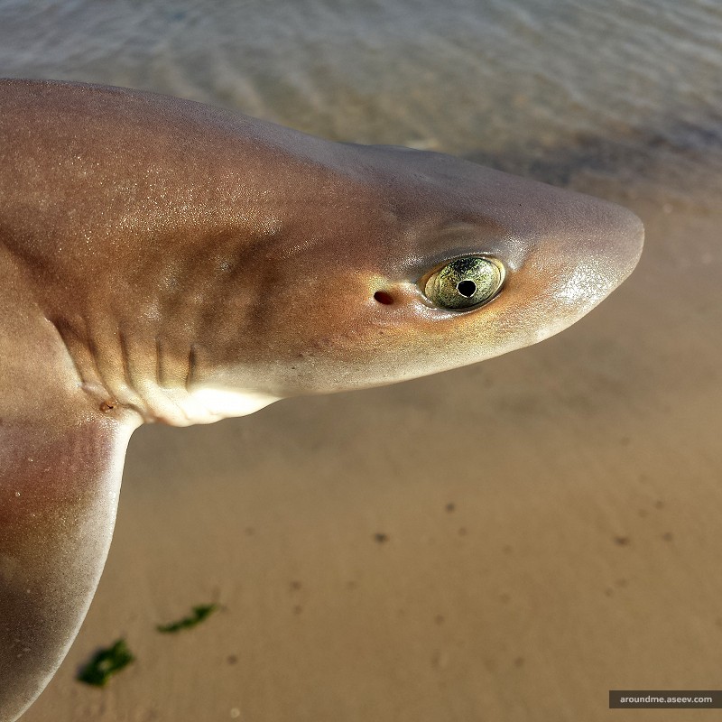 Portrait of a Smooth Dogfish (Mustelus canis)
