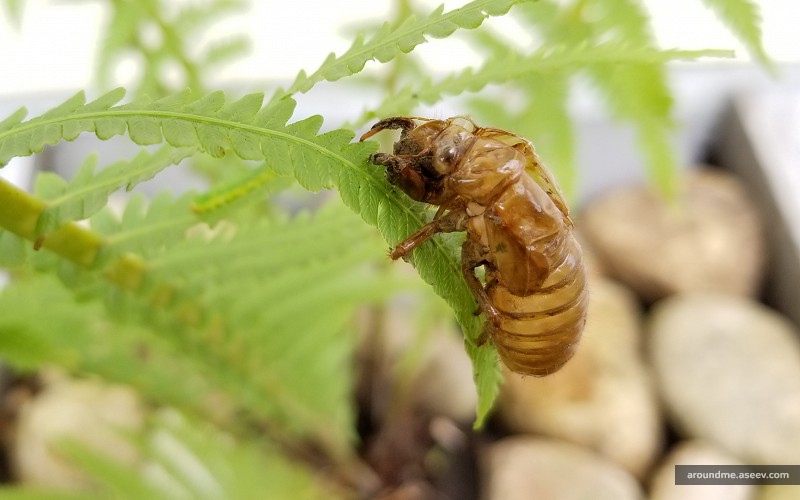 Abandoned Exoskeleton of a Cicada
