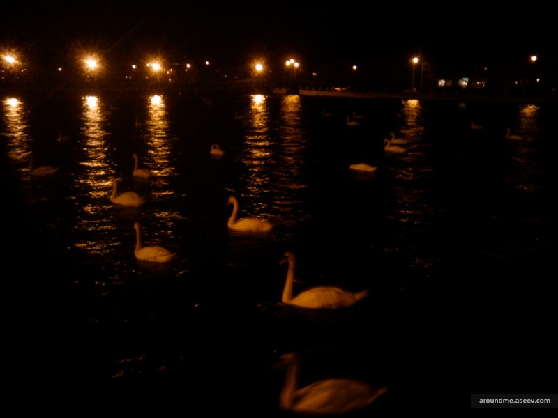Night Swan Walk