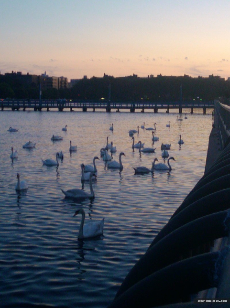 Swan.. aaa… Canal