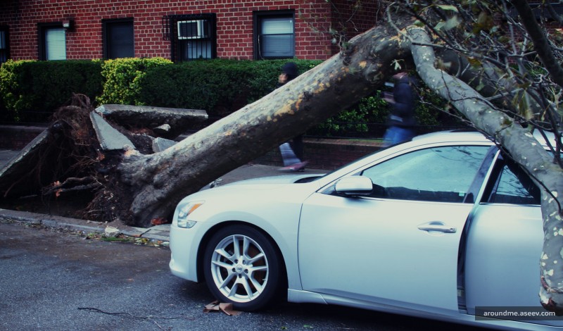 Hurricane Sandy: Fallen Trees