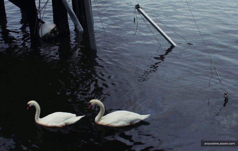 Hurricane Sandy: Two Swans and a Yacht